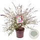 Buddleja d. 'Nanho Blue' 60-80 cm 10L