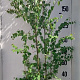 Cercidiphyllum japonicum 175-200 cm 20L