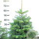 Abies nordmanniana 60-80 cm met kluit