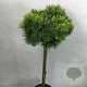 Pinus mugo 'Ophir' 50 cm stam 7,5L
