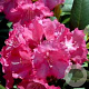 Rhododendron (Y) 'Marlis' 90 cm stam 7,5L