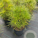 Sciadopitys verticillata 30-40 cm 5,0L