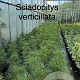 Sciadopitys verticillata 50-60 cm 7,5L
