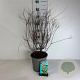 Spiraea cinerea 'Grefsheim' 60-80 cm cont. 65L