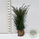 Taxus baccata 60-80 cm met kluit struik