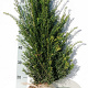 Taxus baccata 60-80 cm met kluit struik