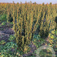 Taxus media 'Hillii' 40-60 cm met kluit