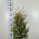 Thuja occ. 'Brabant' 120-140 cm met kluit