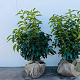 Prunus l. Genolia 60-80 cm met kluit struik