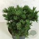 Pinus sylvestris 'Jeremy' 25-30 cm 7,5L