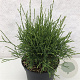 Thuja occidentalis 'Little Filly' 25-30 cm 3,0L