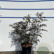 Sambucus nigra Black Lace 60-80 cm 7,5L