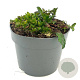Ajuga reptans GM 2,0L