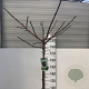 Ginkgo bil. 'Mariken' 180 cm stam 12L
