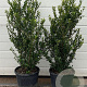 Ilex crenata 'Caroline Upright' 70-90 cm 9L