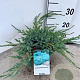 Juniperus squamata 'Blue Carpet' 30-40 cm 3,0L