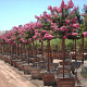 Lagerstroemia indica GM cont. 70L meerstammig