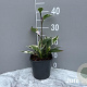 Hosta 'Patriot' GM 2,0L