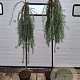 Larix kaempf. 'Stiff Weeper' 150 cm stam 10L