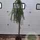 Larix kaempf. 'Stiff Weeper' 150 cm stam 10L