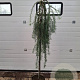 Larix kaempf. 'Stiff Weeper' 150 cm stam 10L