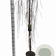Larix kaempf. 'Stiff Weeper' 150 cm stam 10L