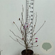 Magnolia loebneri 'Leonard Messel' 100-125 cm 15L