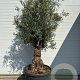 Olea europaea GM cont. 180L meerstammig solitair