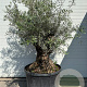 Olea europaea GM cont. 290L