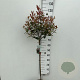 Photinia fraseri Carré Rouge 80 cm stam 7,5L