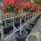 Photinia fraseri 'Little Red Robin' 80 cm stam 18L
