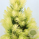 Picea gl. 'Daisy's White' 30-40 cm 3,0L