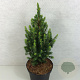 Picea gl. 'Daisy's White' 30-40 cm 3,0L