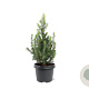 Picea gl. 'Daisy's White' 30-40 cm 3,0L
