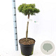 Pinus mugo 'Lilliput' 60 cm stam 7,5L