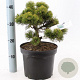 Pinus mugo 'March' 25-30 cm 5,0L