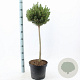 Pinus mugo 'Mops' 60 cm stam 7,5L