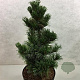 Pinus parv. 'Bergman' 40-50 cm 7,5L