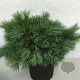 Pinus strobus 'Blue Shag' 40-50 cm 10L