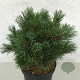 Pinus strobus 'Krüger's Lilliput' 30-40 cm 7,5L