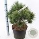 Pinus strobus 'Radiata' 40-50 cm 10L