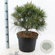 Pinus strobus 'Radiata' 40-50 cm 10L