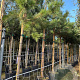 Pinus sylvestris 12-14 HO container 180 cm stam lei 150x150