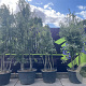 Quercus ilex 200-250 cm cont. 155L meerstammig