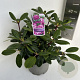 Rhododendron (Y) 'Blurettia' 30-40 cm 5,0L