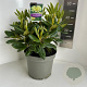 Rhododendron yakushimanum 25-30 cm 5,0L