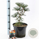 Sciadopitys vert. 'Sternschnuppe' 30-40 cm 5,0L