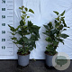 Syringa vulgaris 40-60 cm 2,0L