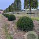 Taxus baccata 130-140 cm draadkluit bol