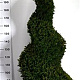 Taxus baccata 175-200 cm cont. 130L spiraal